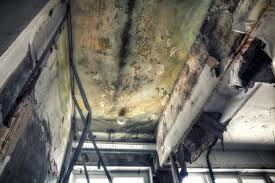 Why You Should Choose Our Mold Remediation Services in Juneau, AK